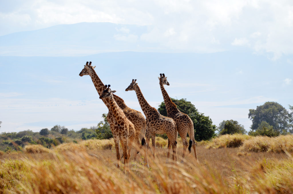 Safari w Tanzanii - praktyczny poradnik
